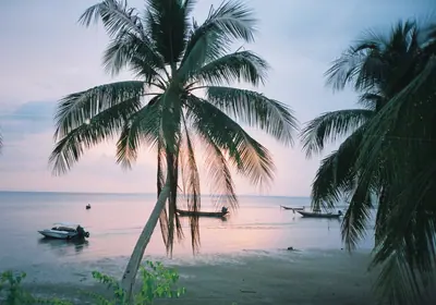 Palm trees and small boats along a Ko Pha Ngan beach at sunset.